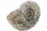 Huge, Bumpy Ammonite (Douvilleiceras) Fossil - Madagascar #232620-2